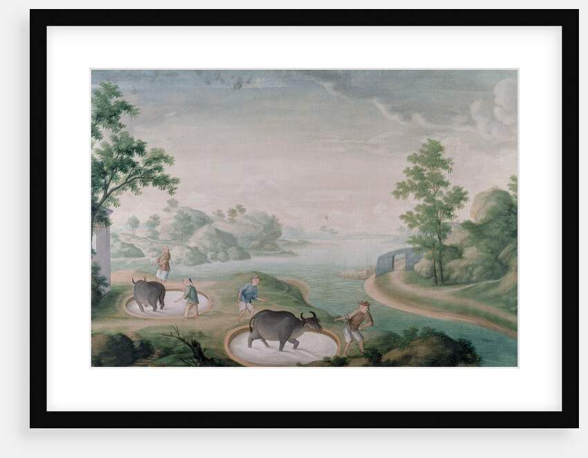 Oxen treading china stone in pits by Unknown