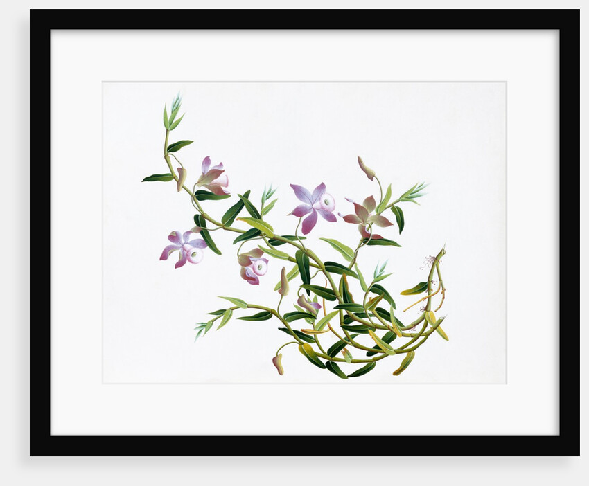 Botanical Drawing. China, 18th-19th century by Unknown