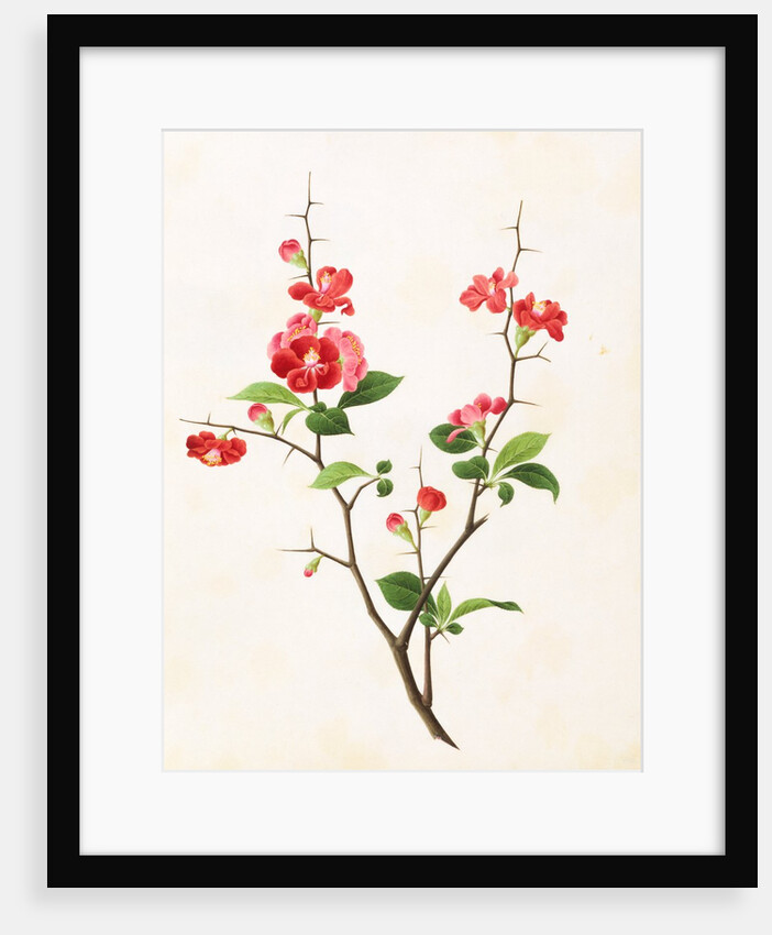 Drawing of flower subjects. China by Unknown