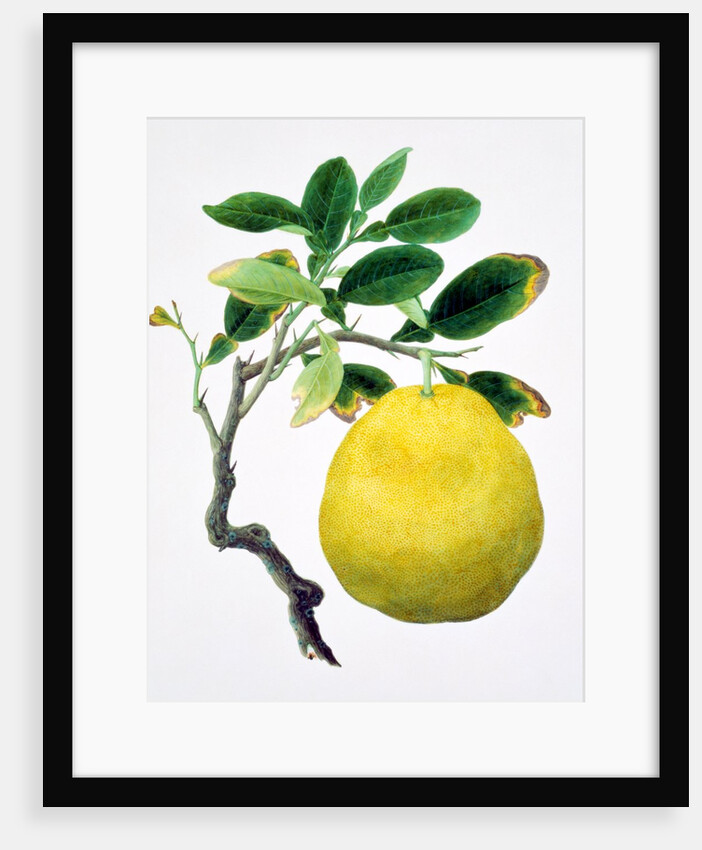 Quince. China by Unknown