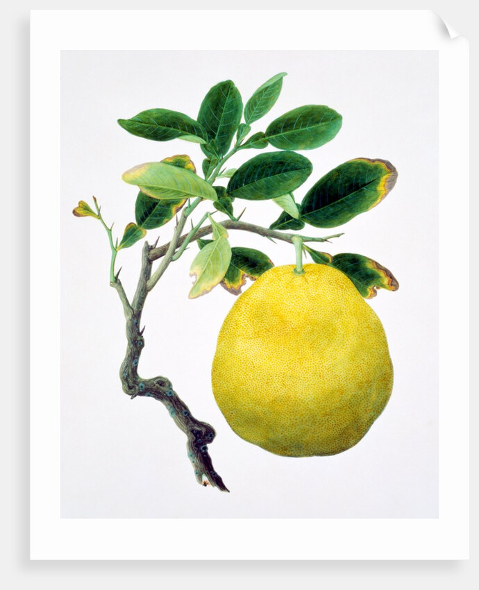 Quince. China by Unknown