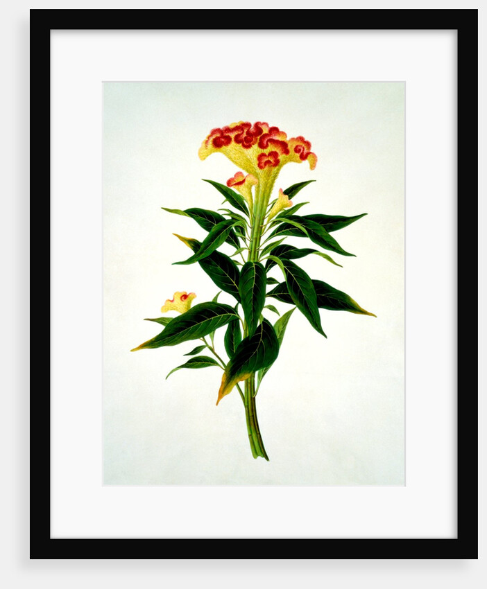 Drawing of flower subjects. China by Unknown