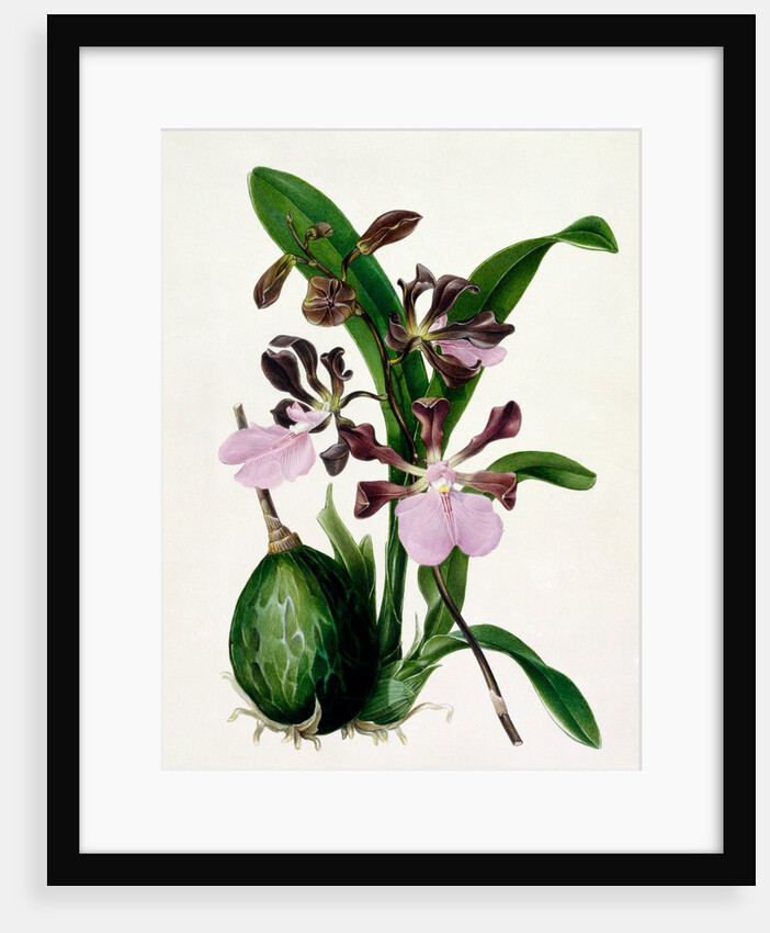Orchid by Samuel Holden