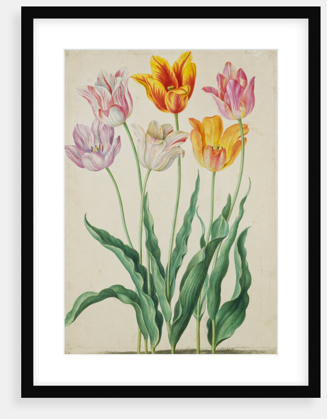 Tulips from Florilegium by Johann Jakob Walther