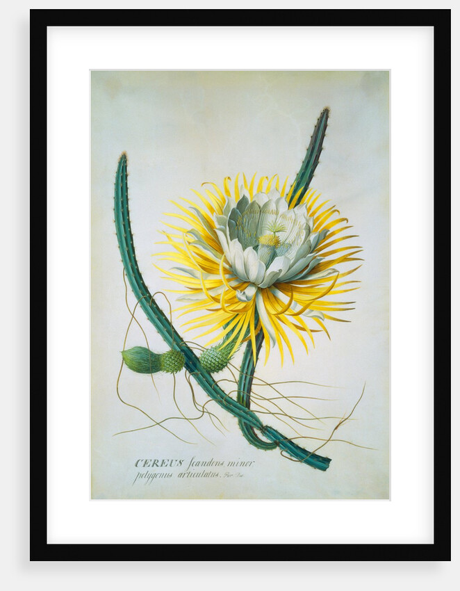 Cereus Cactus by Georg Dionysus Ehret