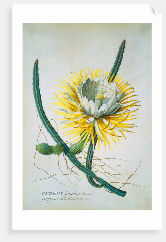 Cereus Cactus by Georg Dionysus Ehret
