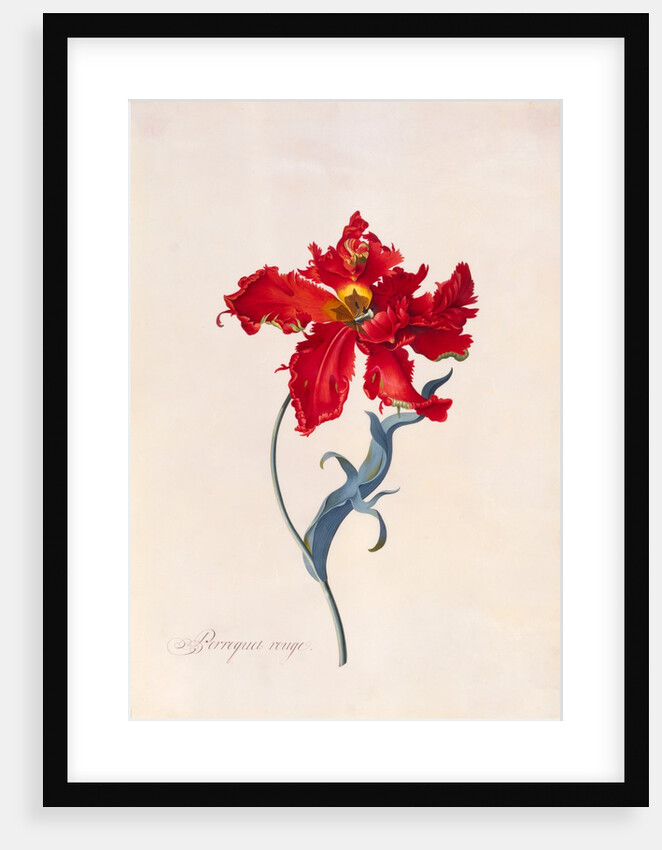 Peroquet Rouge, depicting a Parrot Tulip by Georg Dionysus Ehret