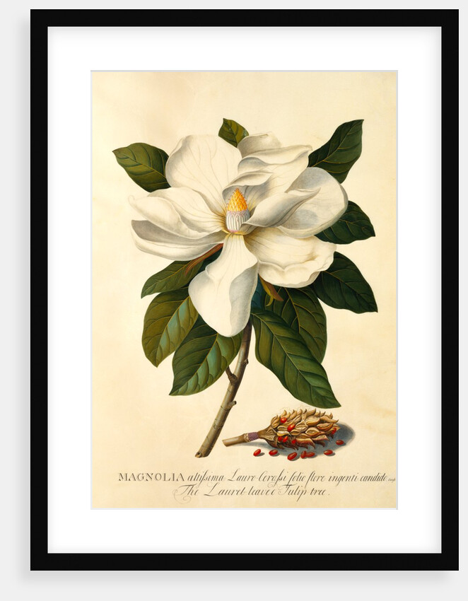 Magnolia Grandiflora by Georg Dionysus Ehret