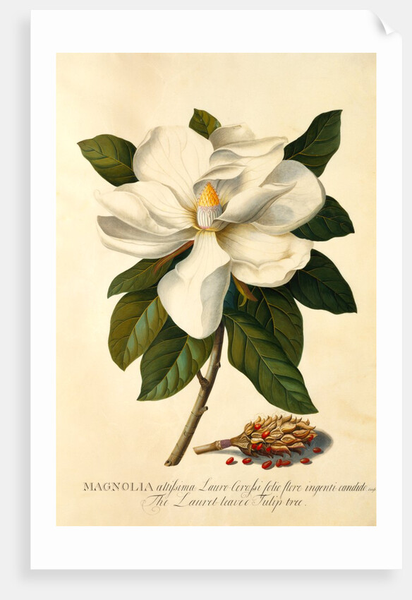 Magnolia Grandiflora by Georg Dionysus Ehret
