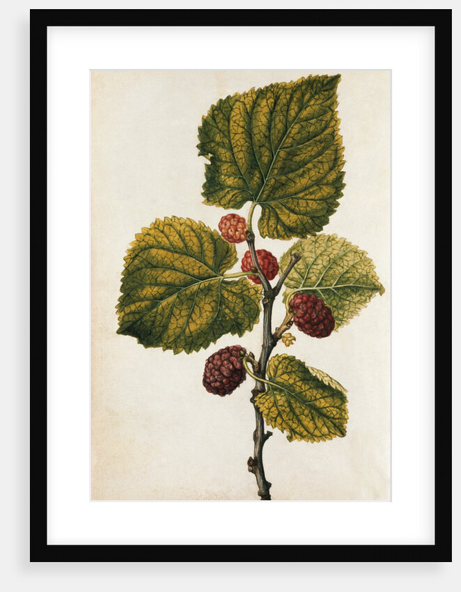 Mulberry by Jacques Le Moyne de Morgues