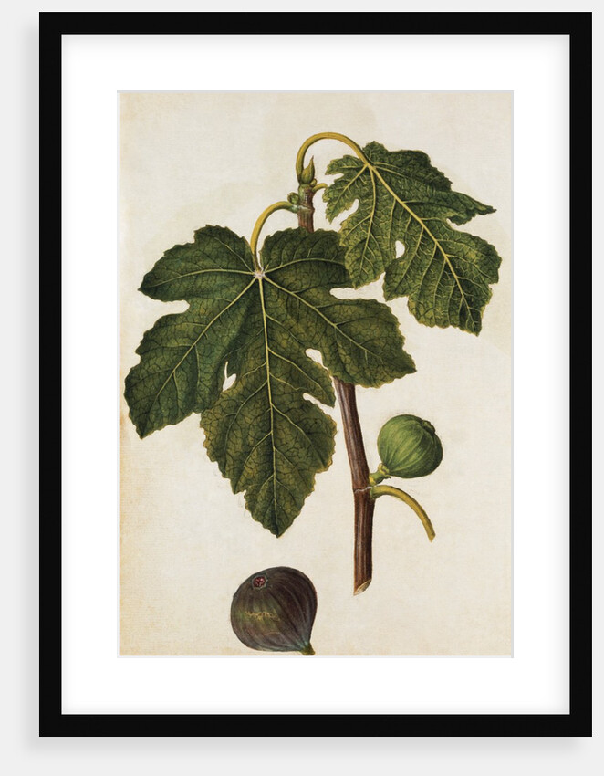 Fig by Jacques Le Moyne de Morgues