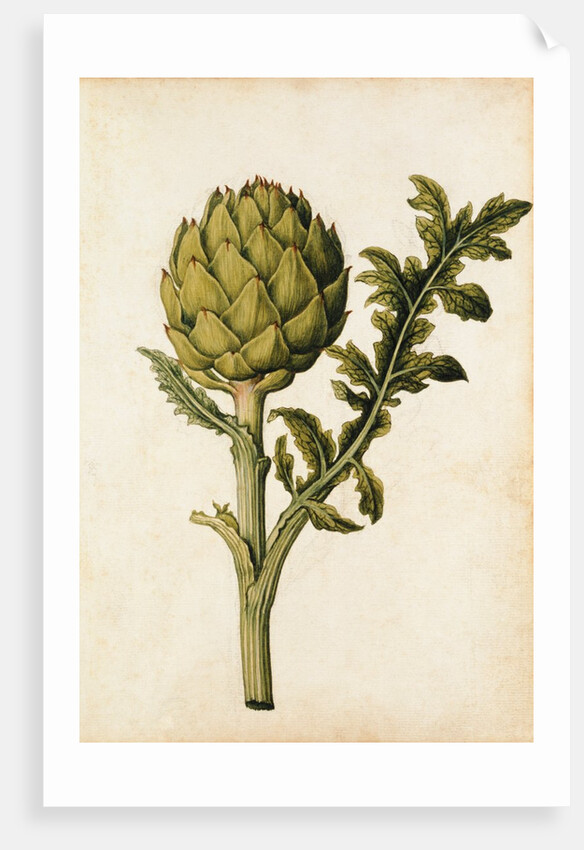 Globe Artichoke by Jacques Le Moyne de Morgues