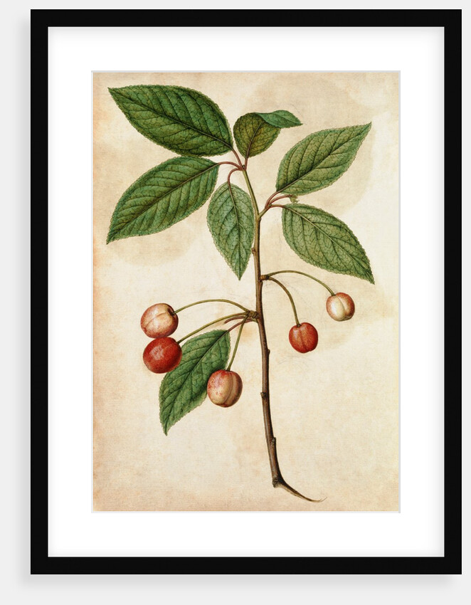 Cherry by Jacques Le Moyne de Morgues