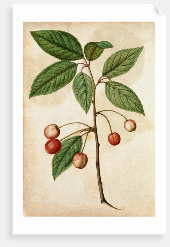 Cherry by Jacques Le Moyne de Morgues