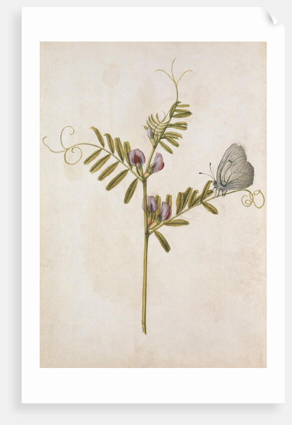 Common Vetch and Black Veined White Butterfly by Jacques Le Moyne de Morgues