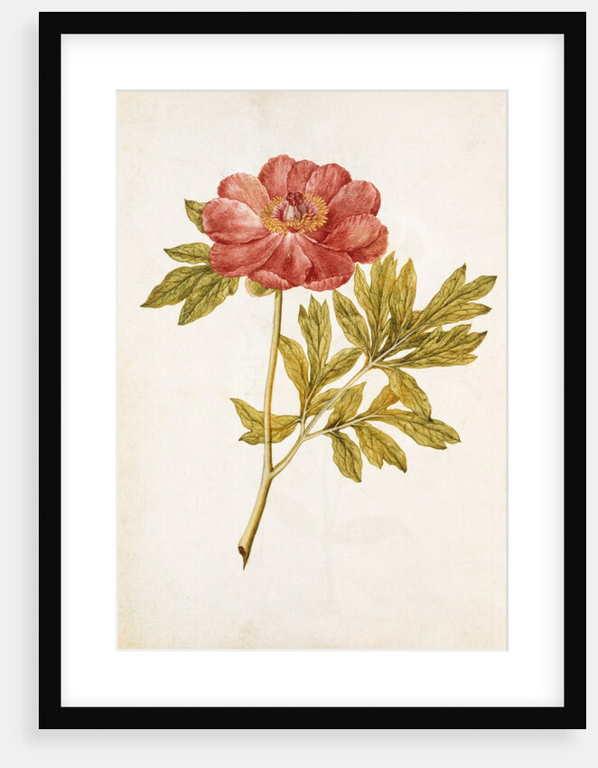 Peony by Jacques Le Moyne de Morgues