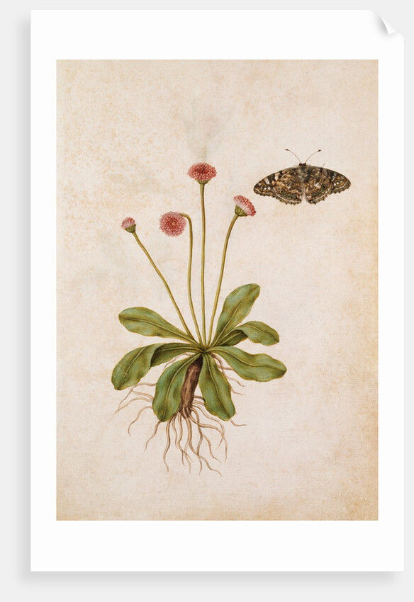 Daisy & Painted Lady Butterfly by Jacques Le Moyne de Morgues