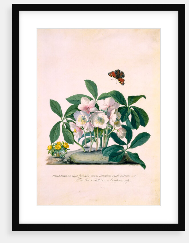 True Black Hellebore by Georg Dionysus Ehret