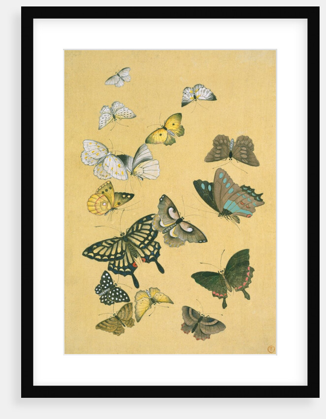 Butterflies. Japan, 19th century by Unknown
