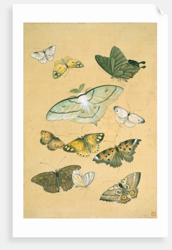 Butterflies. Japan, 19th century by Unknown