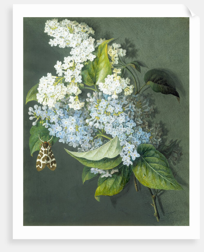 White and blue lilac with moth by Christel Eli