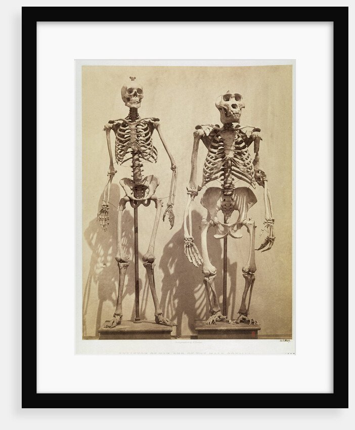 Skeletons by Roger Fenton
