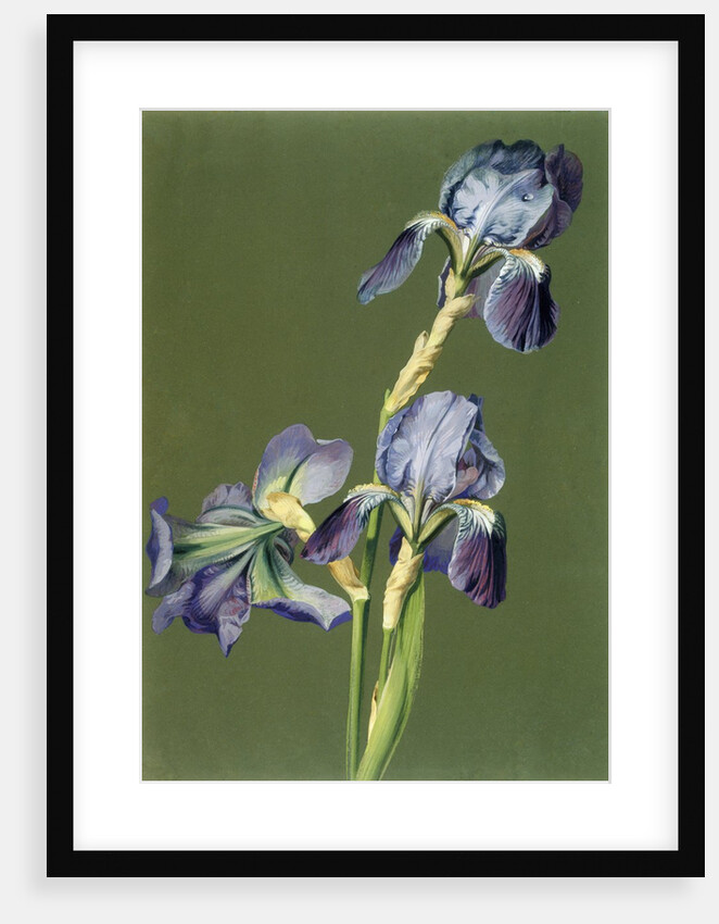 Iris by Charles Polisch