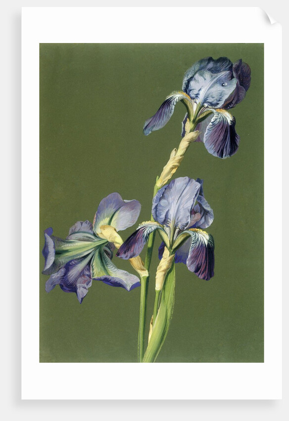 Iris by Charles Polisch