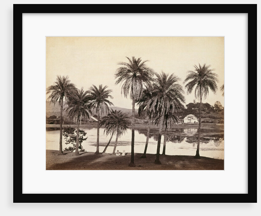 Khandalla Park and Palm Trees by Francis Frith & Co.