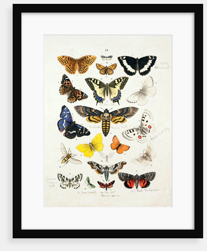 Chart illustrating butterflies and moths by Unknown