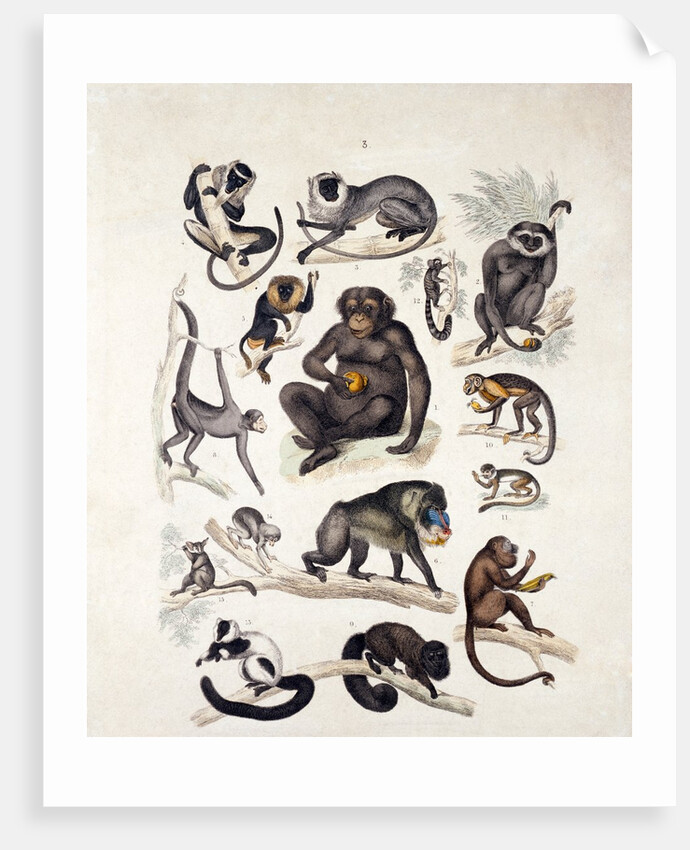 Natural history chart of mammals by Unknown