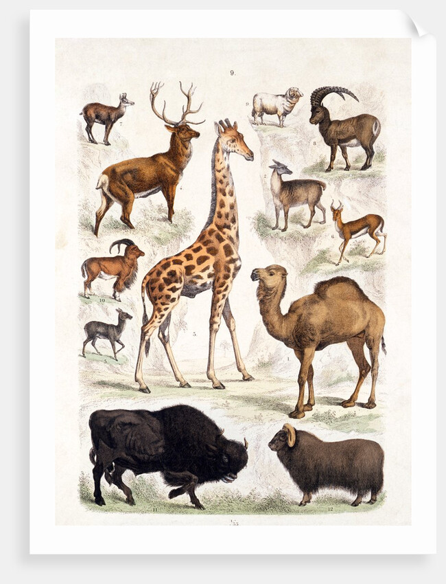 Natural history chart of mammals by Unknown