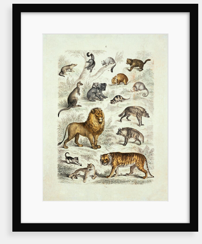 Natural history chart of mammals by Unknown