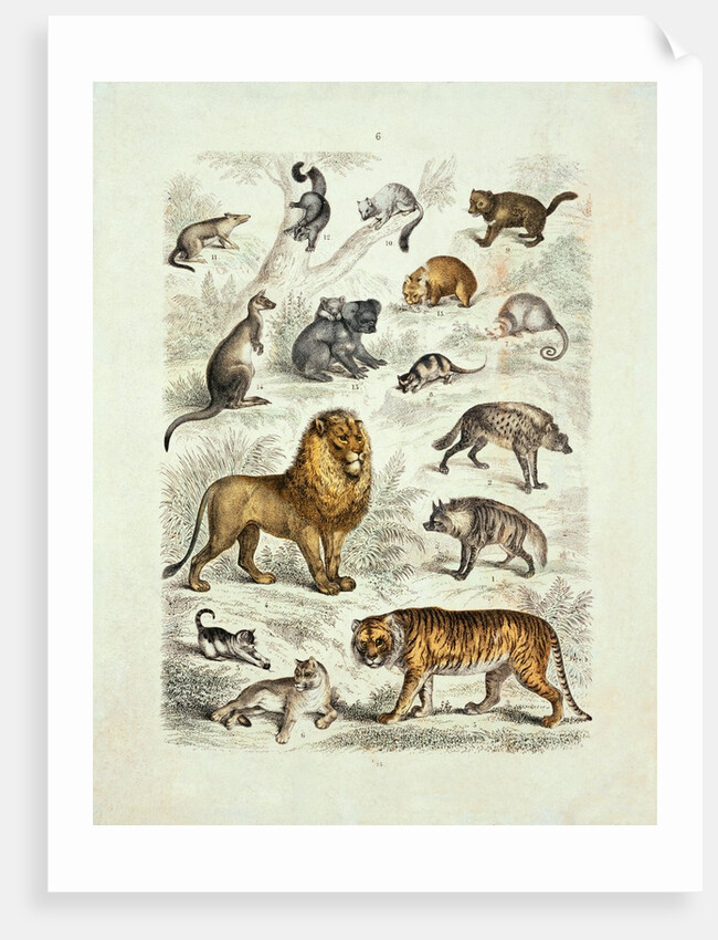 Natural history chart of mammals by Unknown