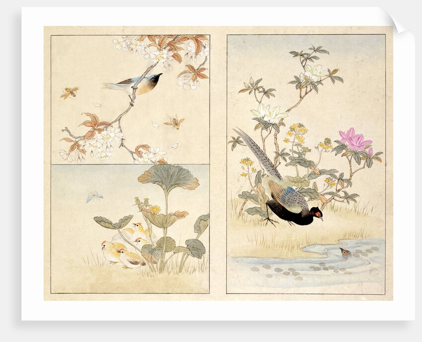 Three prints of birds and flowers by Unknown