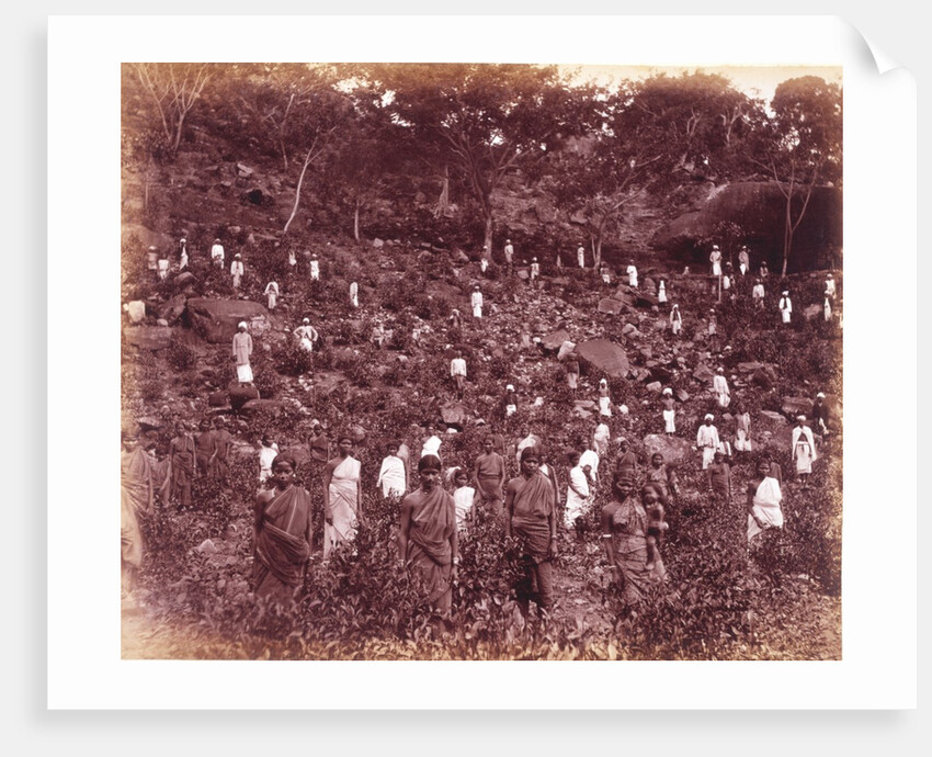 A Tea Estate by Unknown