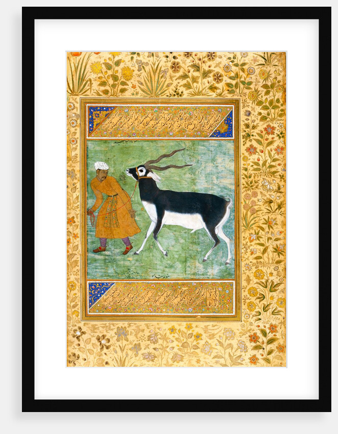An Indian black buck being led by its keeper by Anonymous