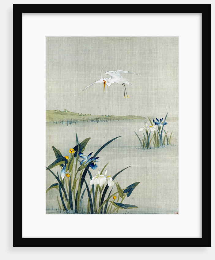 White crested heron flying over a lake with blue and white irises by Unknown