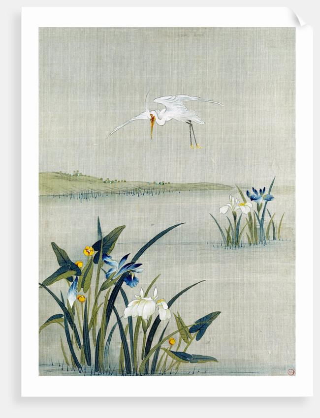 White crested heron flying over a lake with blue and white irises by Unknown