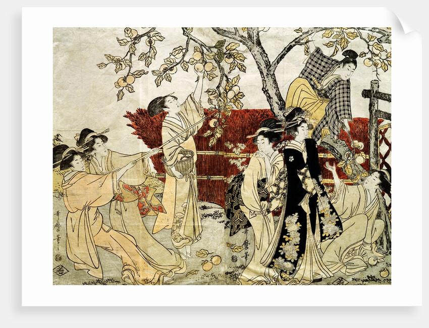 A Man and Six Women Gathering Persimmons by Kitagawa Utamaro