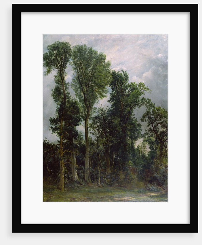 Trees at Hampstead by John Constable