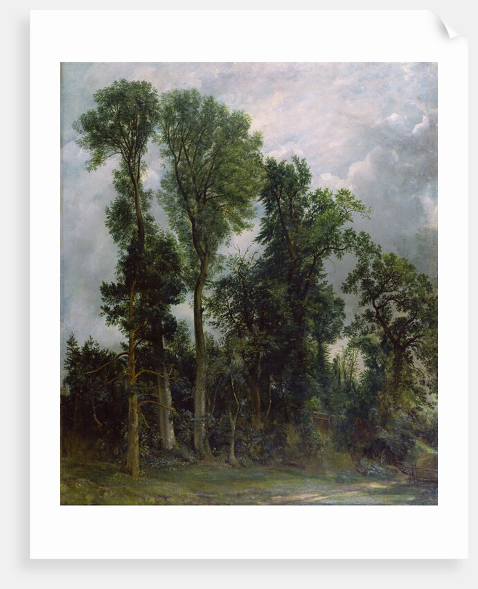 Trees at Hampstead by John Constable