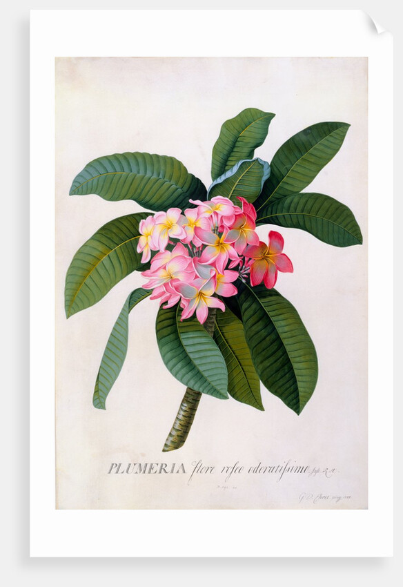 Plumeria by Georg Dionysius Ehret