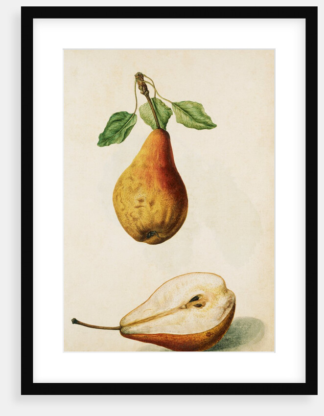 Pears by Jacques Le Moyne de Morgues