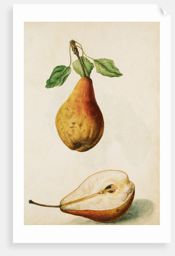 Pears by Jacques Le Moyne de Morgues