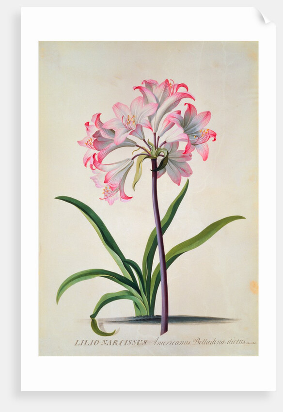 Belladonna Lily by Georg Dionysius Ehret