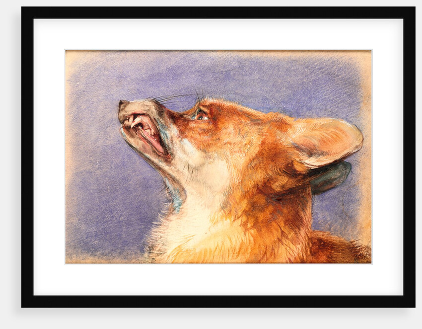 Head of a Fox by John Frederick Lewis