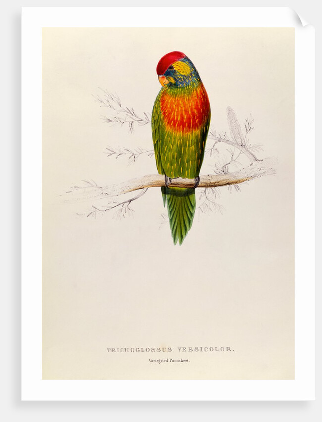 Variegated Parakeet: Trichoglossus Versicolor by Edward Lear