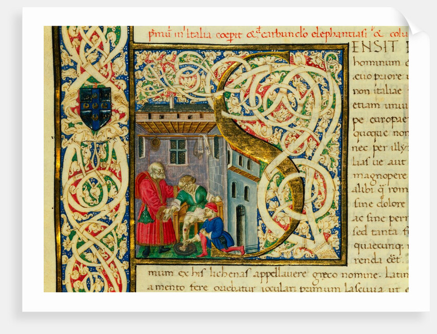 Initial S, from Pliny's Natural History. Italy, mid-15th century by Pliny the Elder