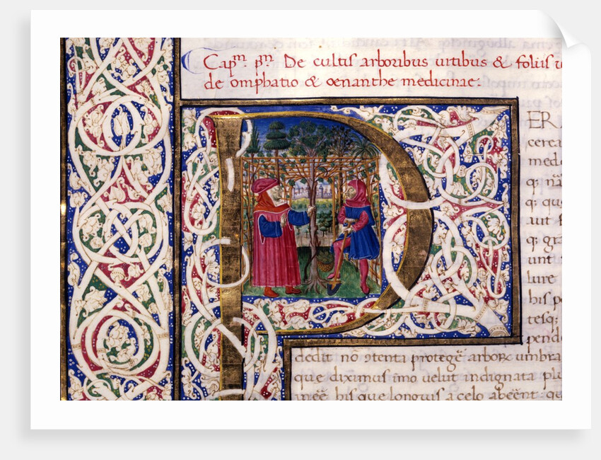 Initial P by Pliny The Elder
